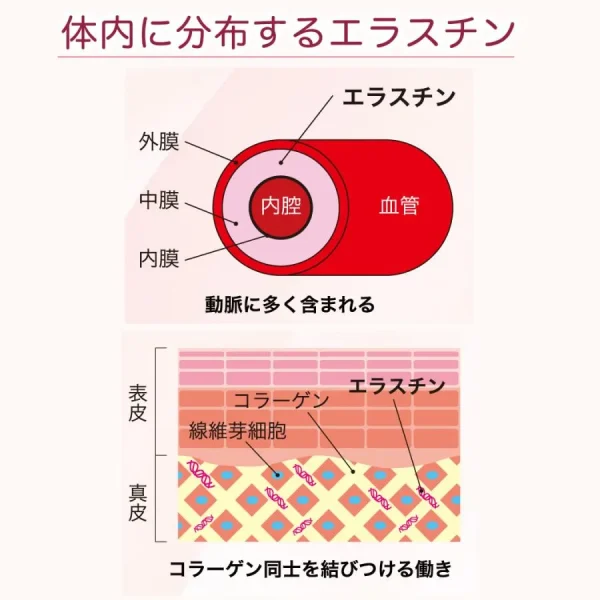 体内の弾力をキープ『エラスチンPG』90粒 (3)